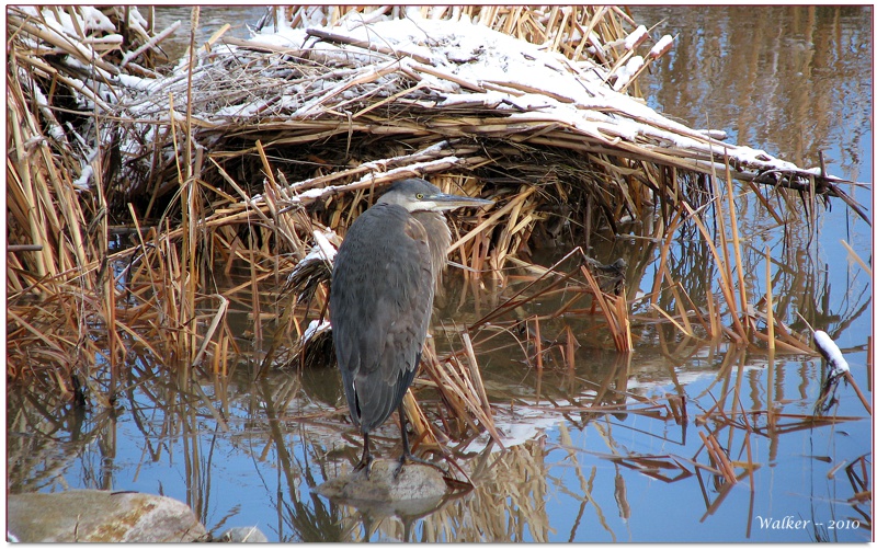 South Reno, NV wetlands